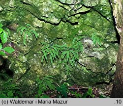 Asplenium trichomanes (zanokcica skalna)