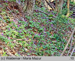 Dentaria glandulosa (żywiec gruczołowaty)