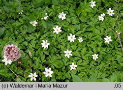 Anemone nemorosa (zawilec gajowy)
