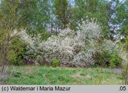 Cerasus mahaleb (wiśnia wonna)