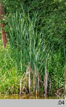 Typha latifolia (pałka szerokolistna)