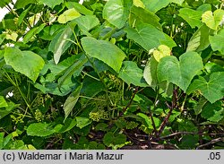 Vitis vinifera ssp. vinifera (winorośl właściwa typowa)