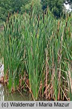 Typha latifolia (pałka szerokolistna)