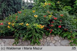 Campsis radicans (milin amerykański)