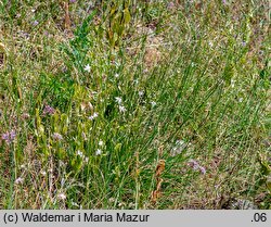 Anthericum ramosum (pajęcznica gałęzista)