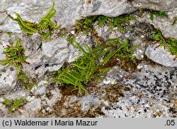 Asplenium trichomanes (zanokcica skalna)