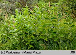 Asclepias syriaca (trojeść amerykańska)