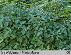 Solanum alatum (psianka skrzydlata)