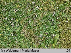 Cardamine hirsuta (rzeżucha włochata)