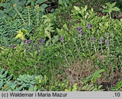 Bartsia alpina (bartsja alpejska)