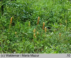 Orobanche bartlingii (zaraza Bartlinga)