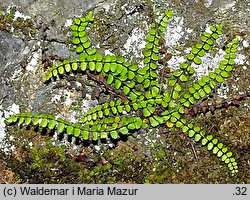 Asplenium trichomanes (zanokcica skalna)