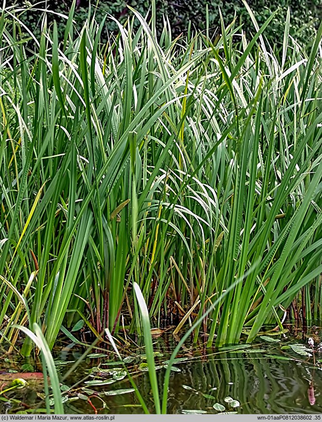 Acorus calamus (tatarak zwyczajny)