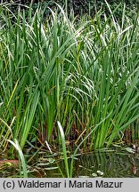 Acorus calamus (tatarak zwyczajny)