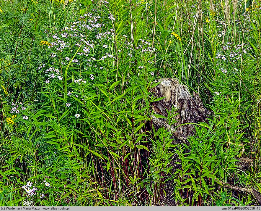 Symphyotrichum lanceolatum (aster lancetowaty)