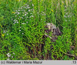 Symphyotrichum lanceolatum (aster lancetowaty)