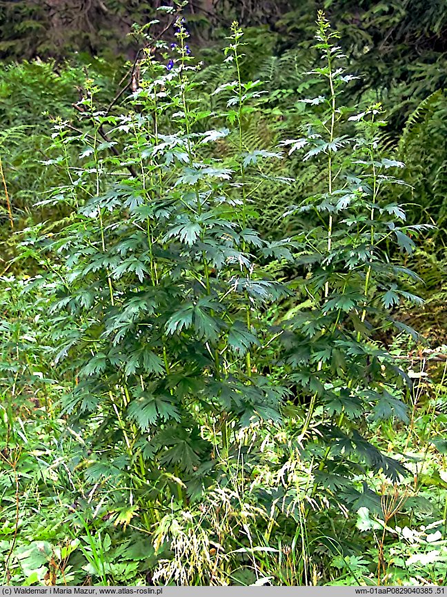 Aconitum firmum (tojad mocny)