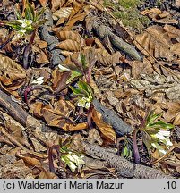 Dentaria enneaphyllos (żywiec dziewięciolistny)