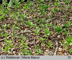 Dentaria bulbifera (żywiec cebulkowy)