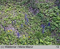 Ajuga reptans (dąbrówka rozłogowa)