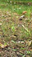 Erigeron acris (przymiotno ostre)