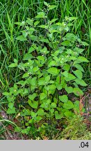 Solanum nigrum (psianka czarna)