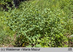 Atropa bella-donna (pokrzyk wilcza jagoda)