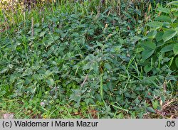 Solanum alatum (psianka skrzydlata)