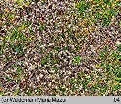 Draba verna (wiosnówka pospolita)