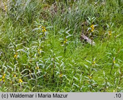 Lysimachia thyrsiflora (tojeść bukietowa)