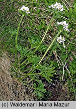 Anemonastrum narcissiflorum (zawilec narcyzowy)