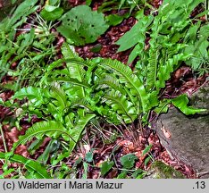 Asplenium scolopendrium (języcznik zwyczajny)