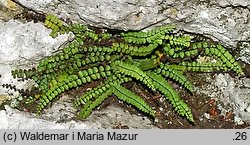 Asplenium trichomanes (zanokcica skalna)