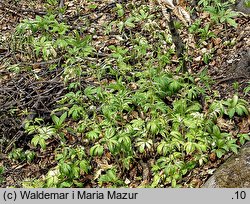 Dentaria bulbifera (żywiec cebulkowy)