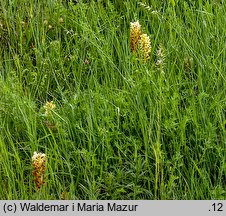 Orobanche lutea (zaraza czerwonawa)