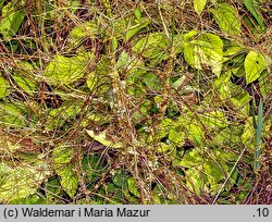 Cuscuta europaea ssp. europaea (kanianka pospolita typowa)