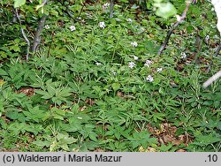 Dentaria bulbifera (żywiec cebulkowy)