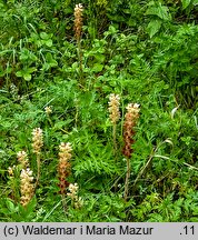 Orobanche bartlingii (zaraza Bartlinga)