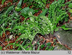 Asplenium scolopendrium (języcznik zwyczajny)