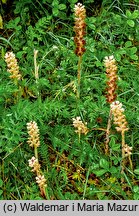 Orobanche bartlingii (zaraza Bartlinga)