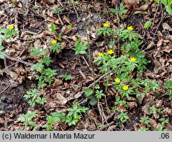 Anemonoides ranunculoides (zawilec żółty)