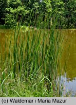 Typha angustifolia (pałka wąskolistna)