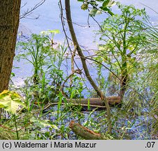 Oenanthe aquatica (kropidło wodne)