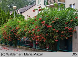 Campsis radicans (milin amerykański)