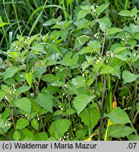 Solanum nigrum (psianka czarna)