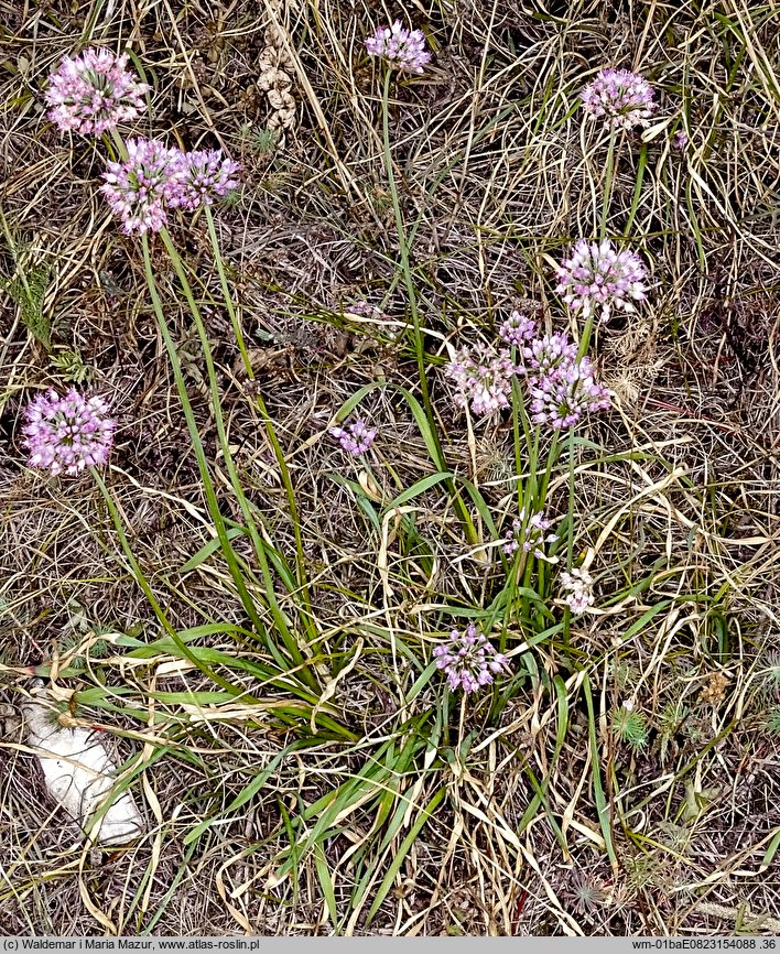 Allium senescens ssp. montanum (czosnek skalny)