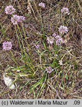 Allium senescens ssp. montanum (czosnek skalny)