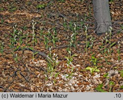 Cephalanthera damasonium (buławnik wielkokwiatowy)