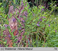 Solanum dulcamara (psianka słodkogórz)