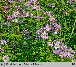 Symphyotrichum lanceolatum (aster lancetowaty)